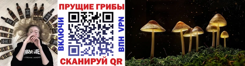 даркнет состав  Карасук  Галлюциногенные грибы Psilocybe 
